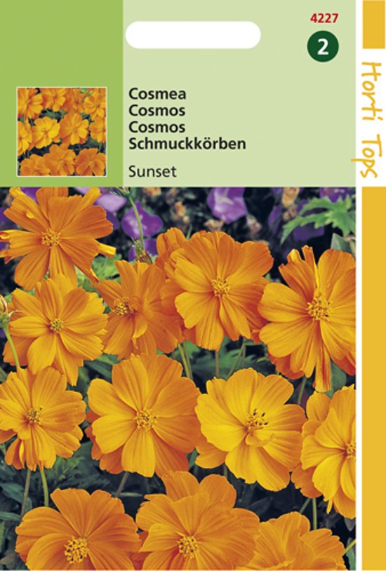 Cosmos Sunset (Cosmos) 120 seeds